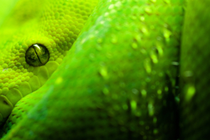 Great Snake Eyes158971045 300x200 - Great Snake Eyes - tree, Snake, Great, Eyes